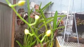 Arachnis annamensis - Orchid flowers