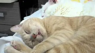 My cat snoring VERY LOUDLY