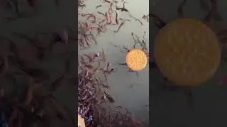 Singi fish feeding 🍼