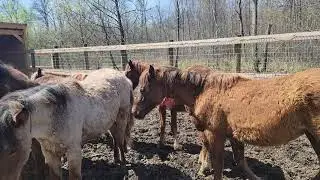 BLM Mustang yearlings