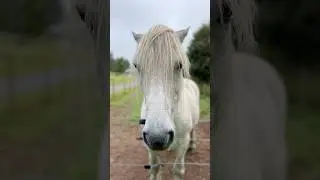 Old MacDonald had a Farm 🧑&zwj;🌾 HORSE! 🐴 #animals #childrensmusic #singalong #supersimple #kidssongs