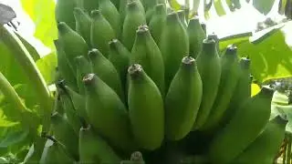 How to earn more money in Integrated farming