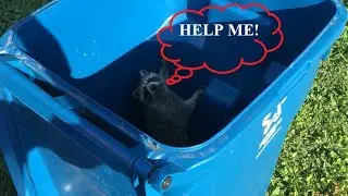 There's a Racoon Trapped in the Trash Can - Safe Removal