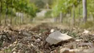 Poggio La Noce Wine &bull; Introduction