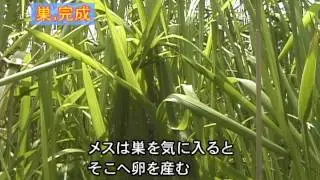 セッカの子育て ～映像動物図鑑