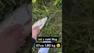 Duży jaź z rzeki Bug 😉