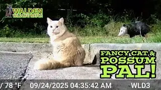Fancy Cat Looked Out for Possum — Then Joined It!