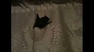 Летучая мышь. Кажан. The bat.