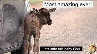 Lost Baby Wildebeest Saved from Potential Predators