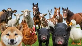 Cute Farm Sounds: Cow, Goat, Sheep, Pig, Duck, Chicken, Rabbit