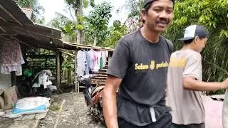 Alhamdulillah Mbah ibut harvest rice