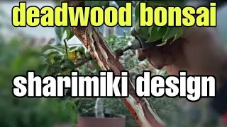 Cara design deadwood sharimiki bonsai bougenville bunga ungu