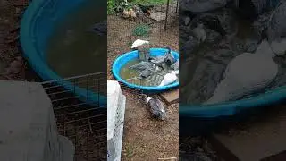 Supervised interactions between call ducks and Swedish blue ducklings