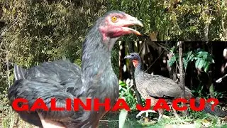 GANHEI UMA NOVA AVE DIFERENTE TODA PRETA! Filha de GALINHA JACU! Parece até uma galinha Ayam Cemani!