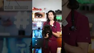 Cats Have a 3rd Eyelid! #cat #kitten #blackpersian