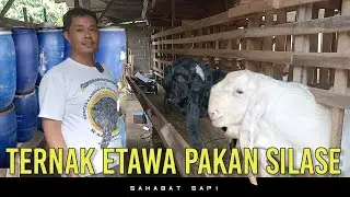 TERNAK KAMBING ETAWA PAKAN SILASE DAN BANK PAKAN ODOT | KAMBING ETAWA MULTIGUNA