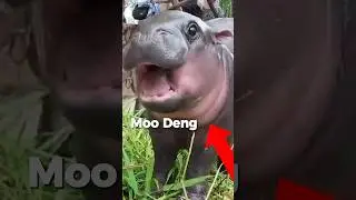 THIS VIRAL HIPPO HAS MADE PEOPLE MILLIONAIRES 😳