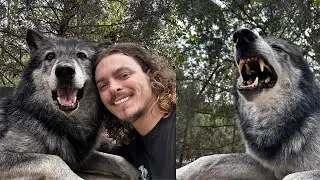 Wolf And DOG Form An Unbreakable Bond