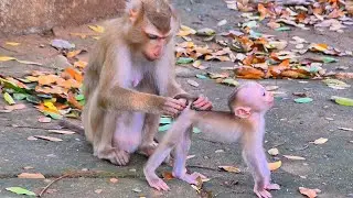 Young Mama Gives Her Baby the Best Care &mdash; Proud & Happy Monkey 🐒✨