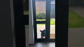 Patio Pet Door for sliding doors. Perfect for your dog!