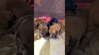 Freezing & Starving 💔 Abandoned Desert Puppies Rescued Just in Time #shorts