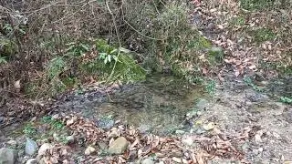 Walking in the beautiful forests of northern Iran, a wonderful winter day