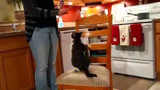 Clicker Train cats