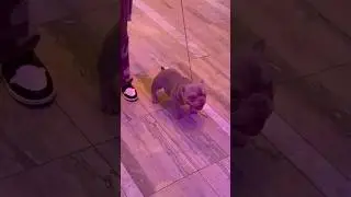 Офигенный маленький щенок!