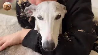 Dog Found on Street Runs with Pure Joy After Rescue 🐶❤️ | Tails_H2Me