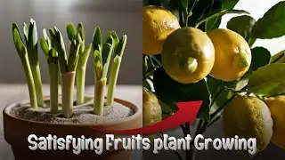 Hyper Realistic Fruit Plant Growing ASMR | Satisfying Time-Lapse with Nature Sounds