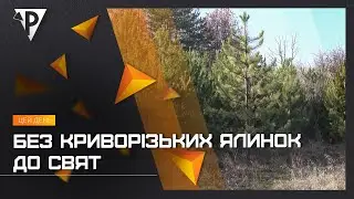 Без криворізьких ялинок до свят: місцеві лісництва припинили вирубку через війну та масштабні пожежі