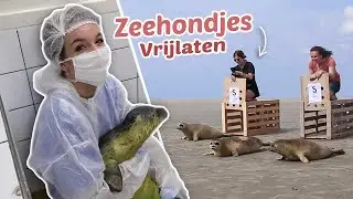 1 DAG ALS ZEEHONDEN VERZORGER | OnneDi