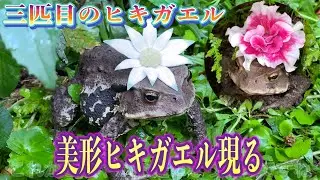 【出入り自由なカエル家】⑨踏まれて初めて鳴くヒキガエル花夫！三匹目のヒキガエルが現れました！そして庭異変が・・・