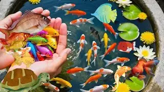 Amazing Catch Strange Ornamental Yellow Fish, Betta Fish, Glow Fish And German Blue Ram I CatFishing