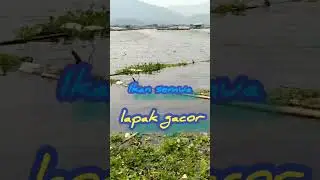 LAPAK GACOR