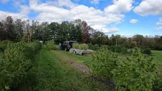 Pharmhouse NYC Organic CBD Harvest Loading Plants