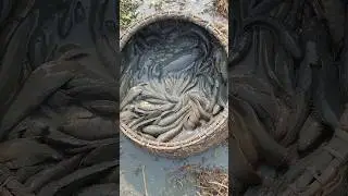 Live Catfish and Snakehead Unloading! Must Watch An incredible sight of live