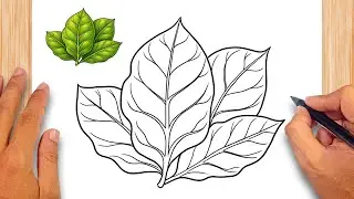 How to draw Tobacco Leaf - Easy Drawing for Kids & Beginners