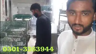 Today visitors visit GUJRANWALA RABBITS Farm and get rabbits business information