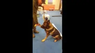 Hand Shake Exercise: PD K9 Sonny.