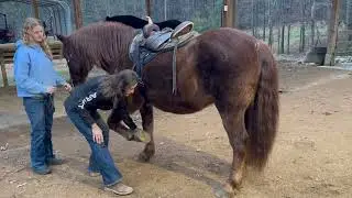 Copper - Suffolk Punch x Quarter Horse for Sale in Raleigh, NC