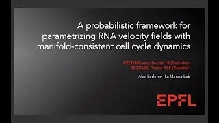 A Lederer. A probabilistic framework for parameterizing RNA velocity fields w/  cell cycle dynamics