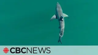 Sea temperatures have reached highest ever recorded, new study shows