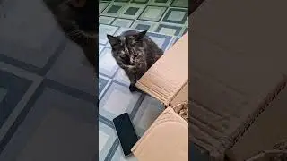 Kucing gabut lagi kepo #cat #pets #fyp #fypシ