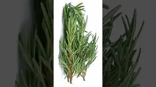 5 Health Benefits of Rosemary