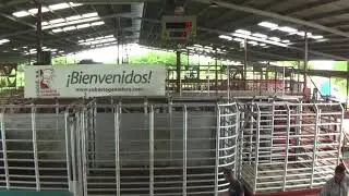 Emisión en directo de Subasta Ganadera de Coclé