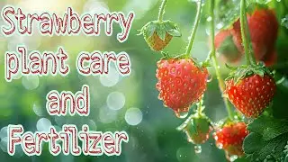 Strawberry plant care and fertilizer for good Harvest #happygardening 