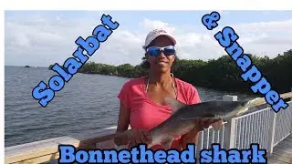 Solarbats- Bonnethead Shark- Snapper at Biscayne National Park!