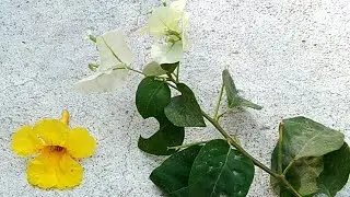 &sup1;⁰ 🌿 Please Identify - 'Plants with Plant Families'