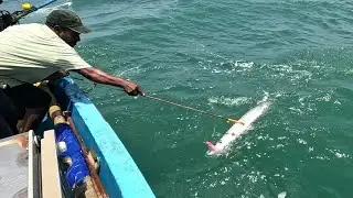 CATCHING BARRACUDA (Sheela) FISH IN THE SEA